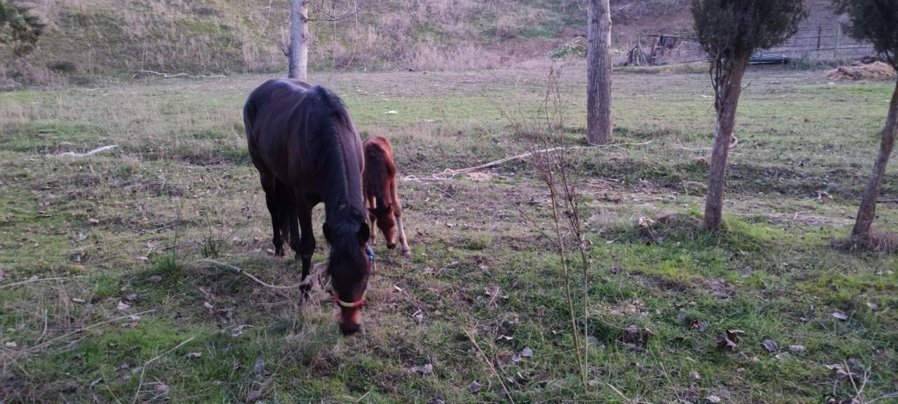 Esmeraldas Vivienda Rural Вільякаррільйо Екстер'єр фото